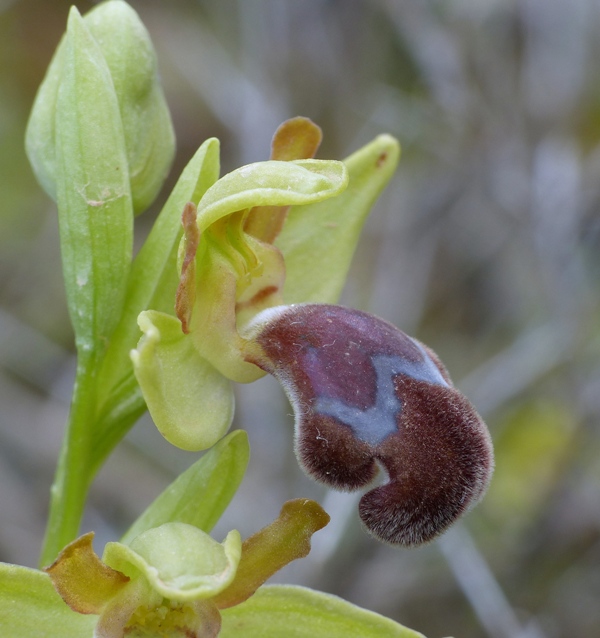 Orchidee di Creta: tra mitologia, montagne e natura, marzo 2015